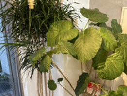 お店の植物たち【ロッソ東川口店】