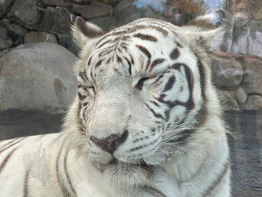 東武動物公園【ロッソ谷塚店】