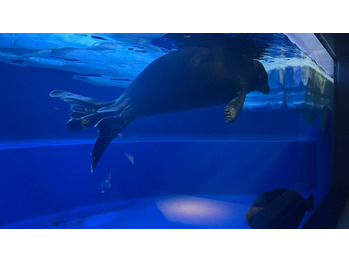 水族館【ロッソ五反野店】